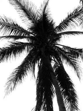 Anahat bir palmiye ağacının