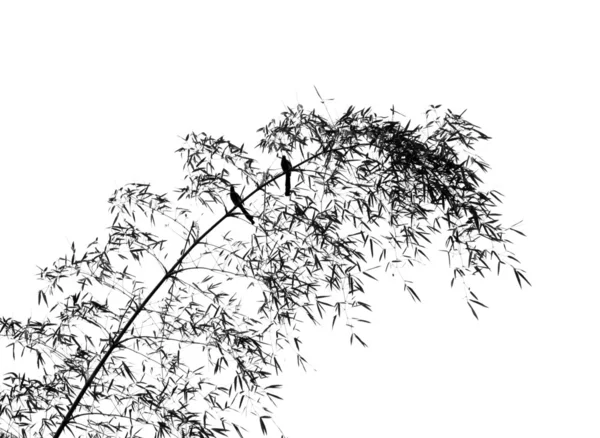Dva ptáci na stromě bambus — Stock fotografie