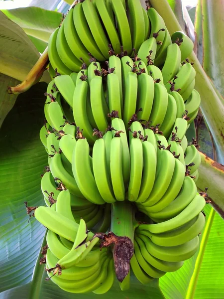 香蕉大束 — 图库照片