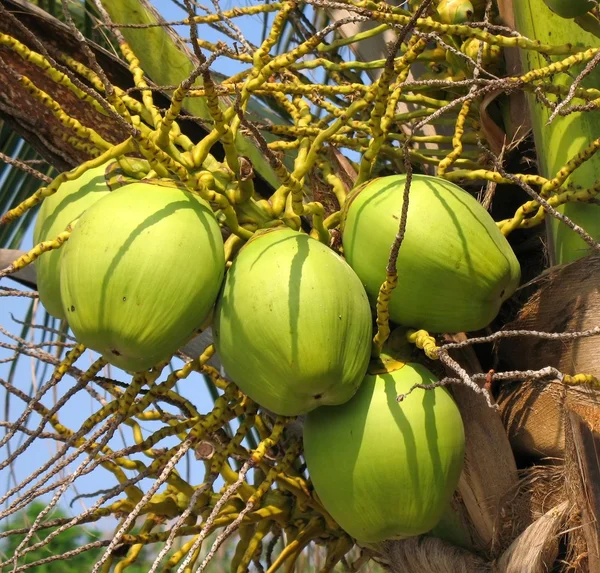 绿色的椰子 — 图库照片