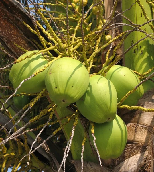 Cluster di noci di cocco — Foto Stock