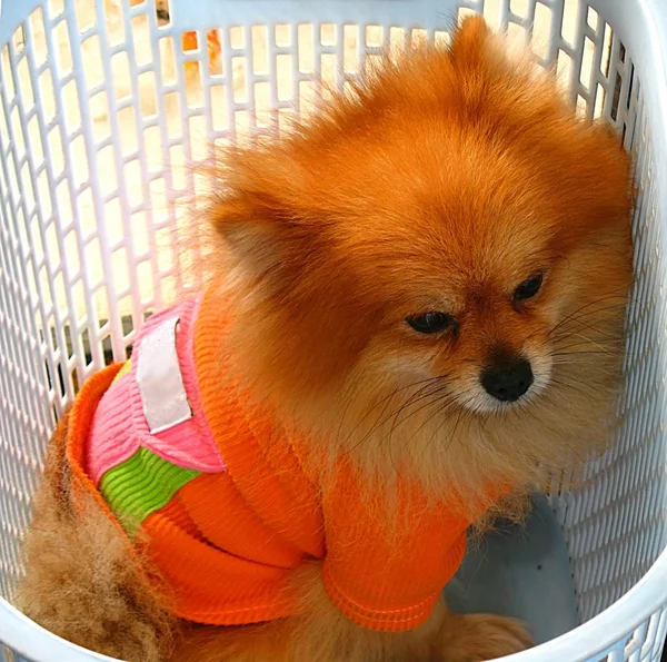 stock image Tiny Dog in a Basket