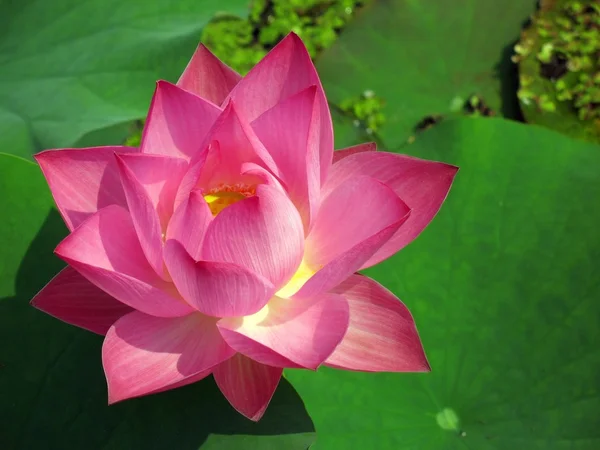 Radiant Water Lily — Stock Photo, Image