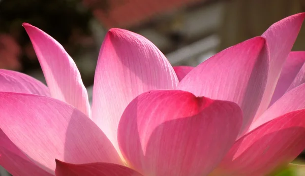 Hinterleuchtete Lotusblütenblätter — Stockfoto