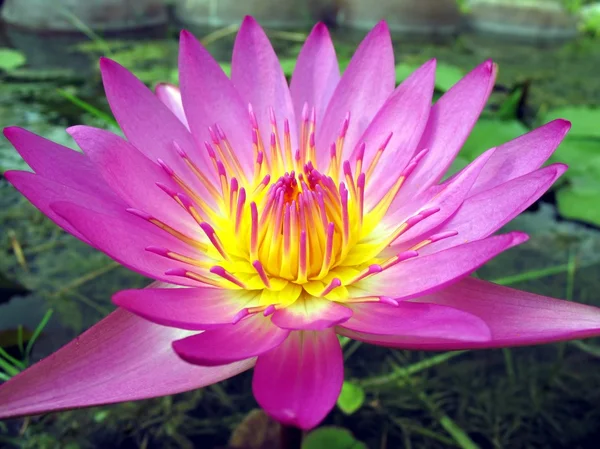 Bright Purple Water Lily — Stock Photo, Image