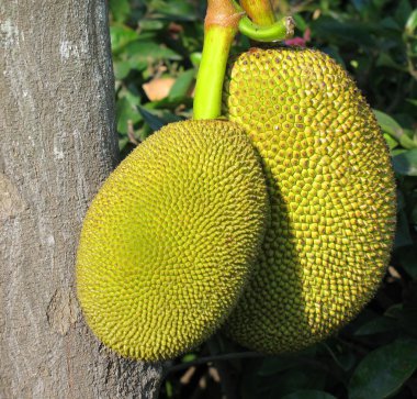 Ripe Jackfruits clipart