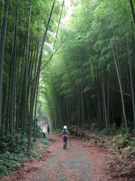 Strada di bambù — Foto Stock