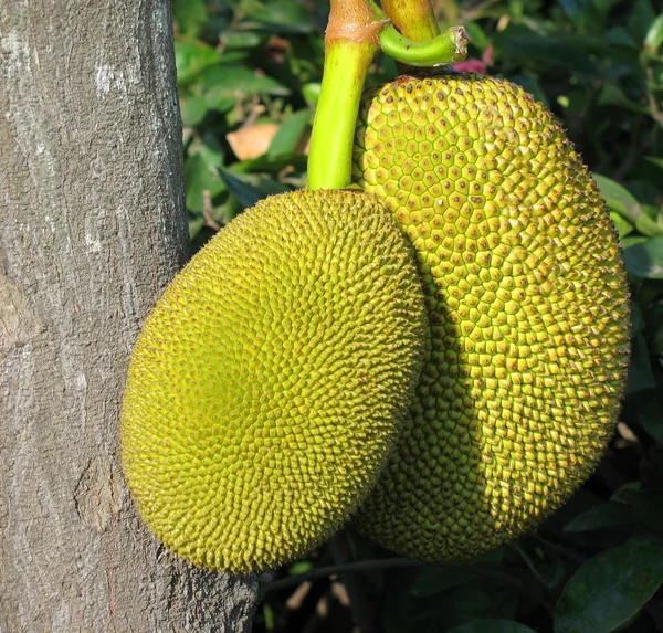 熟した jackfruits — ストック写真