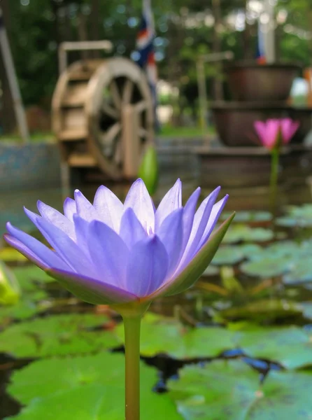 Голубой цветок лотоса — стоковое фото