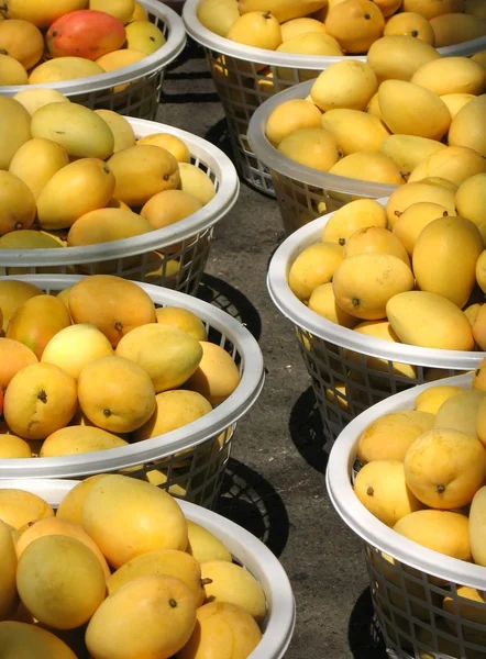 Mango Market — Stock Photo, Image