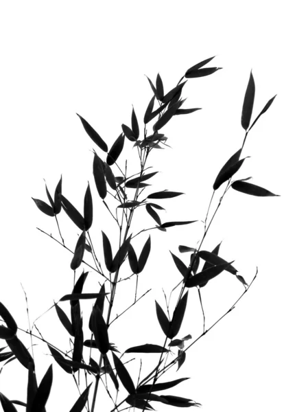 Bambusbaum und Zweige — Stockfoto