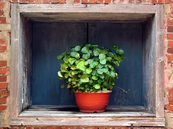 Flower Pot in a Window — Stock Photo, Image