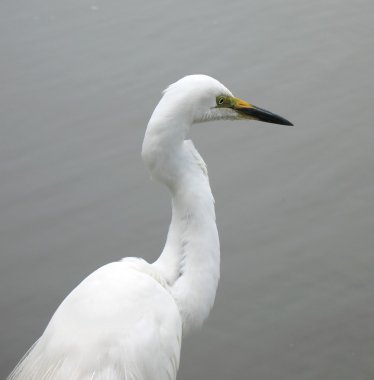 Great Egret clipart