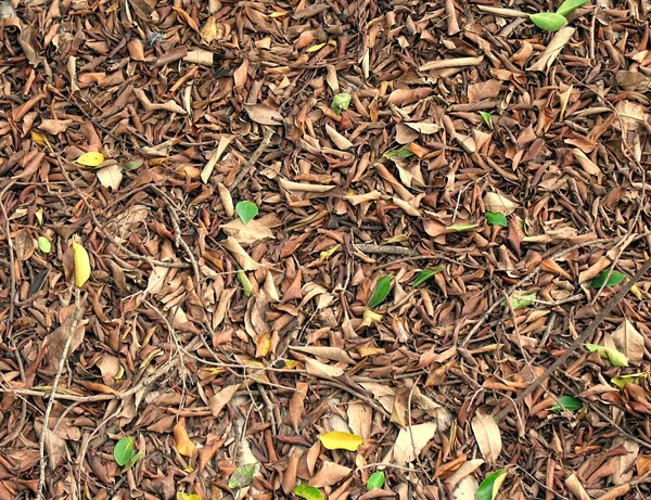 건조 잎 — 스톡 사진