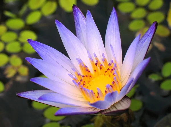 Bright Blue Water Lily — Stock Photo, Image