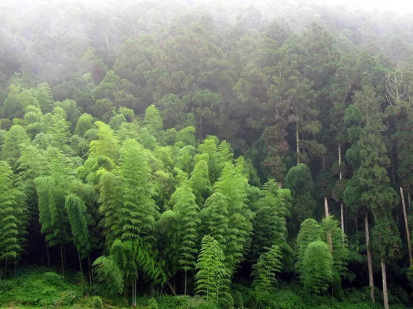 Bamboe en cipres bomen — Stockfoto
