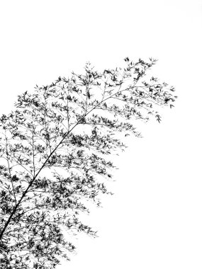 Bamboo Tree Swaying in the Breeze clipart