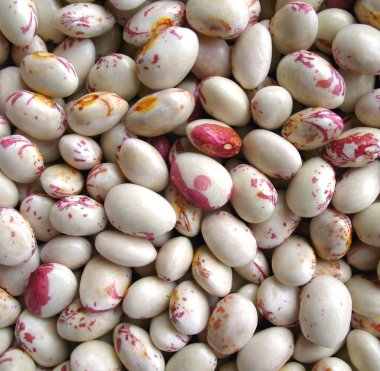 Borlotti Beans Background clipart