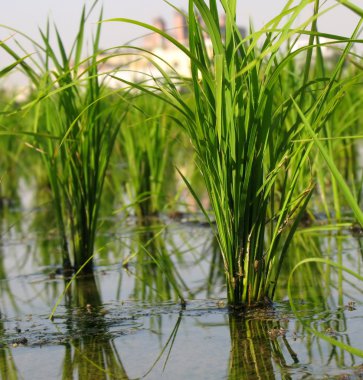 Rice Paddy Closeup clipart