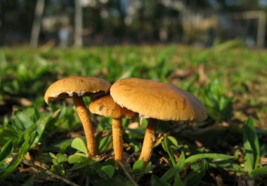 Tiny Mushroom Macro clipart