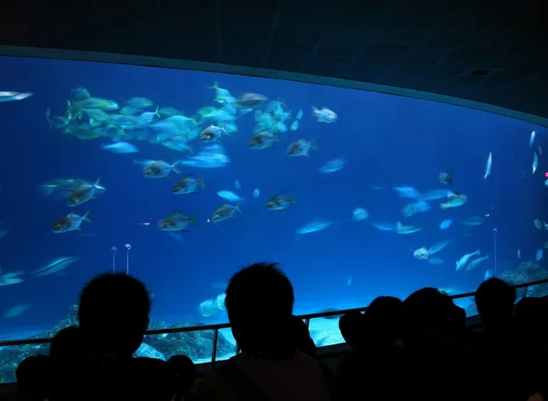 Stock image Visitors at Ocean Aquarium