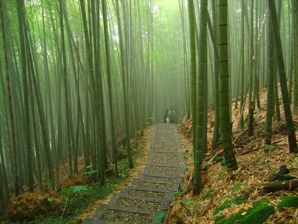 Romantica foresta di bambù — Foto Stock