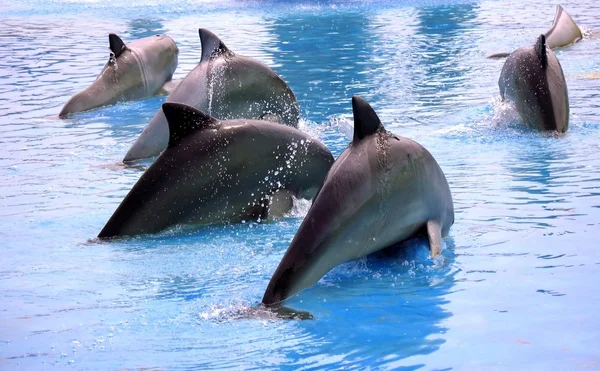 Skupina delfínů — Stock fotografie