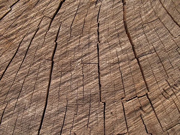 Closeup Woodpattern — Stock Photo, Image