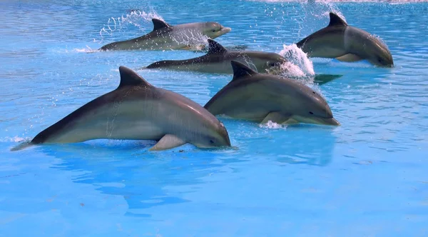 Hejna delfínů — Stock fotografie