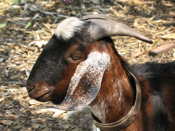 Closeup of a Goat — Stock Photo, Image