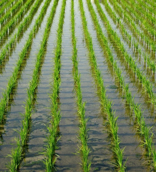Rijstveld — Stockfoto