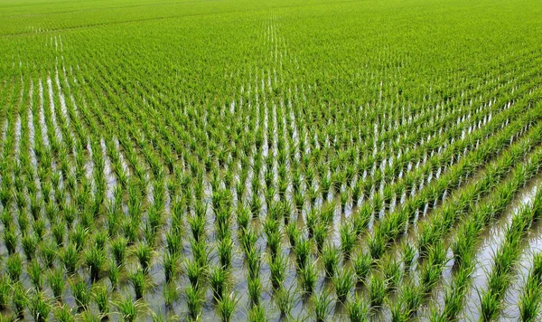 Kínai rizs rizsföldeken — Stock Fotó
