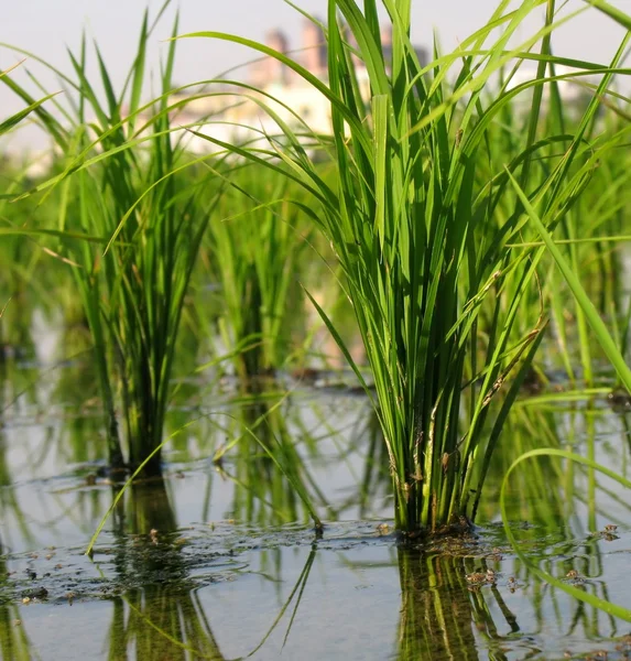 Rice paddy close-up — Stockfoto