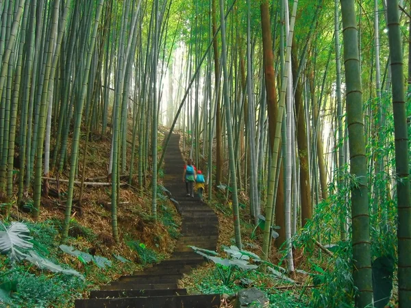 Floresta de bambu verde — Fotografia de Stock