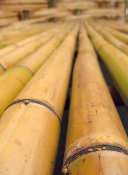 Pali di bambù lunghi — Foto Stock