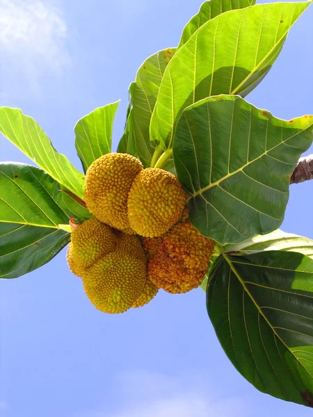 Small Jackfruits — Stock Photo, Image