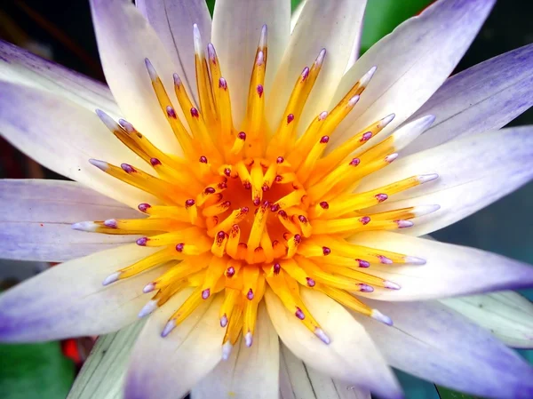 Closeup Vodní lilie — Stock fotografie