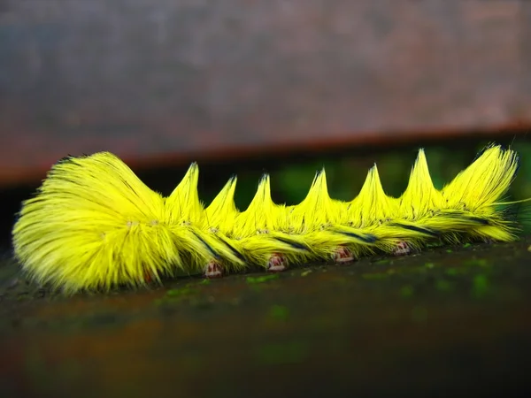Jasny żółty gąsienica — Zdjęcie stockowe