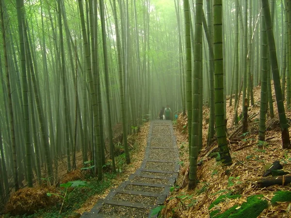 Romantyczny bambusowym lesie Obrazy Stockowe bez tantiem