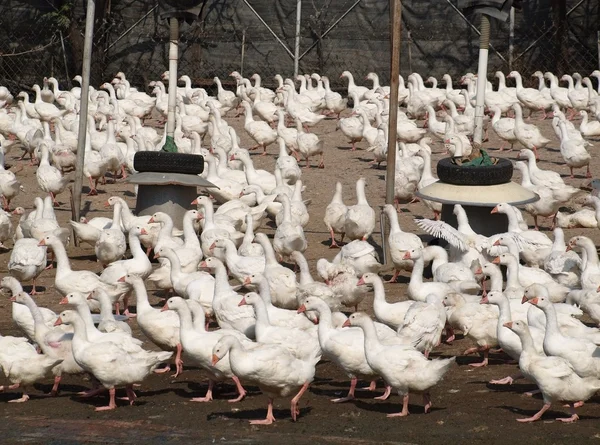 Tons of Ducks — Stock Photo, Image