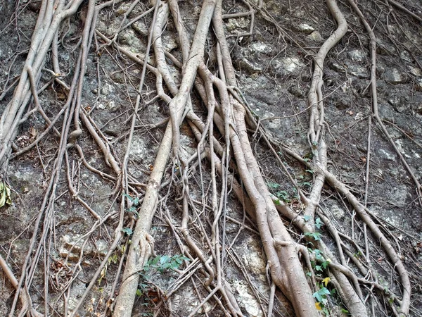 stock image Aerial Root System