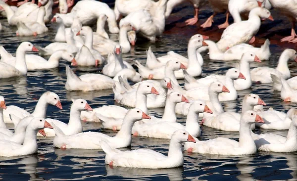 stock image Free Range Duck Farm