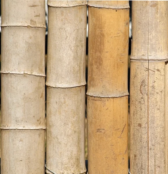 Pólos de bambu retos — Fotografia de Stock