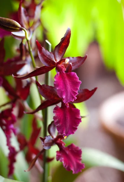 Branch burgundy orchids — Stock Photo, Image
