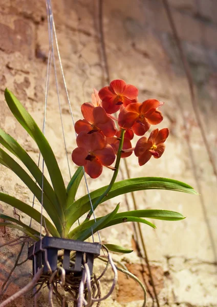 Red orchid growing in a pot — Stock Photo, Image