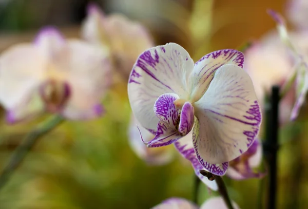 Spräcklig orkidé närbild — Stockfoto