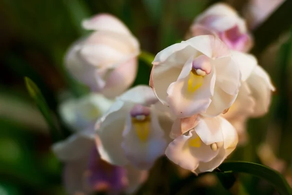 Massa vita orkidéer — Stockfoto
