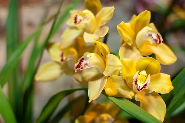 Gren av gula orkidéer — Stockfoto