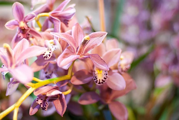 Tak van roze orchid — Stockfoto