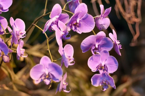 Лиловые орхидеи — стоковое фото